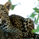 Leopard-_-Ross-Couper