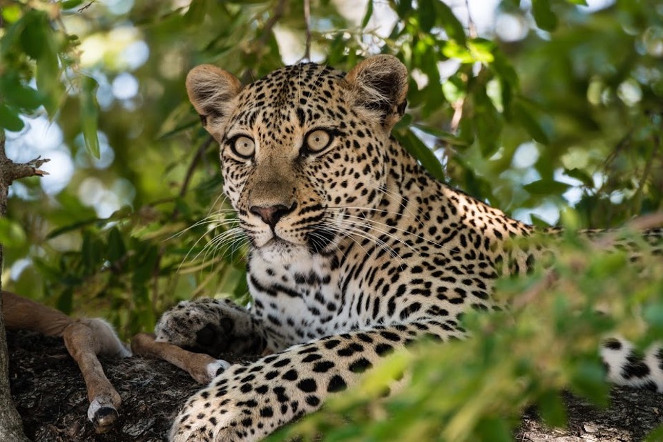 <h3>Kruger National Park Safari: What to expect</h3>