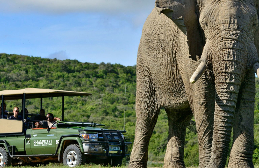<h3>Best Time to Go on Safari in the Eastern Cape</h3>