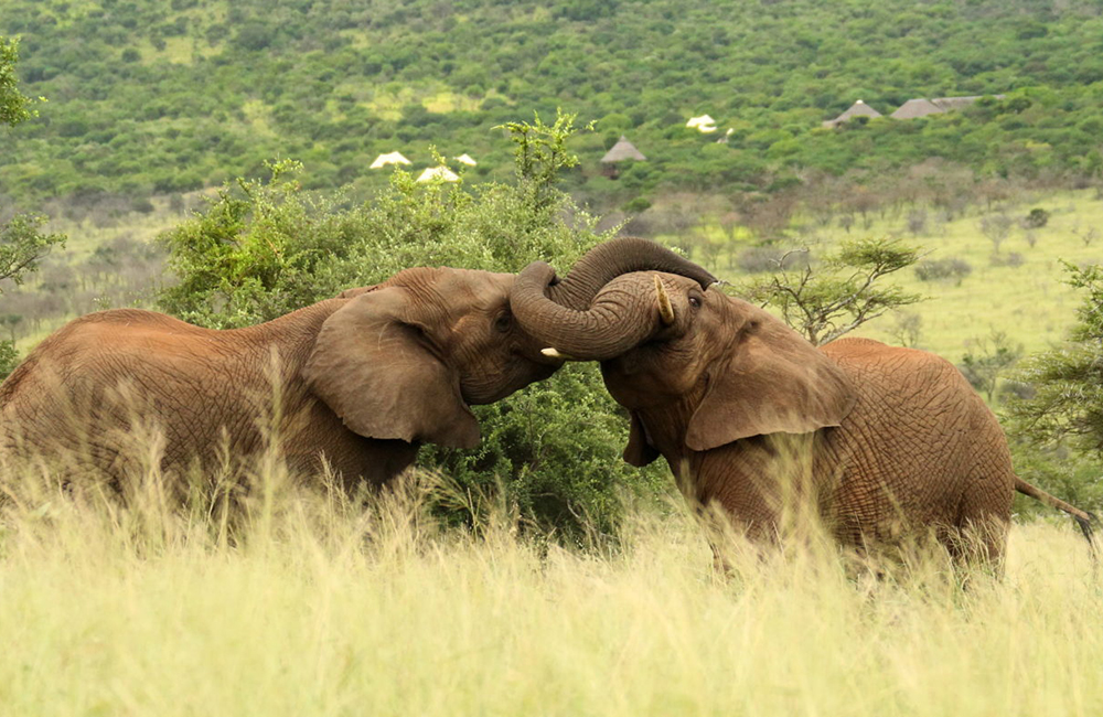 <h3>What to Expect on an Eastern Cape Safari</h3>