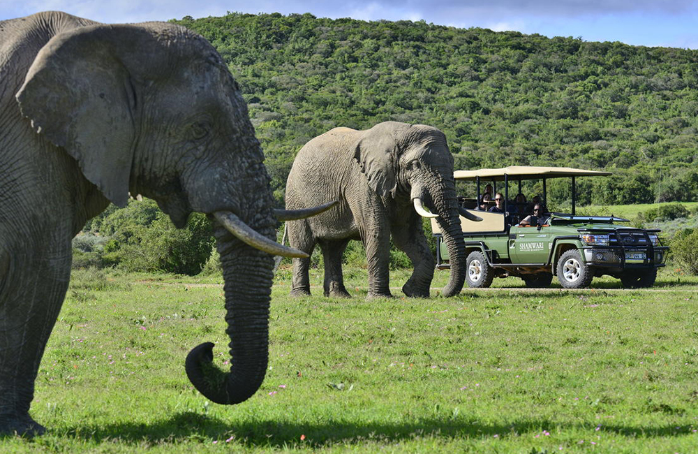 <h3>What a Typical Day on Safari Looks Like</h3>