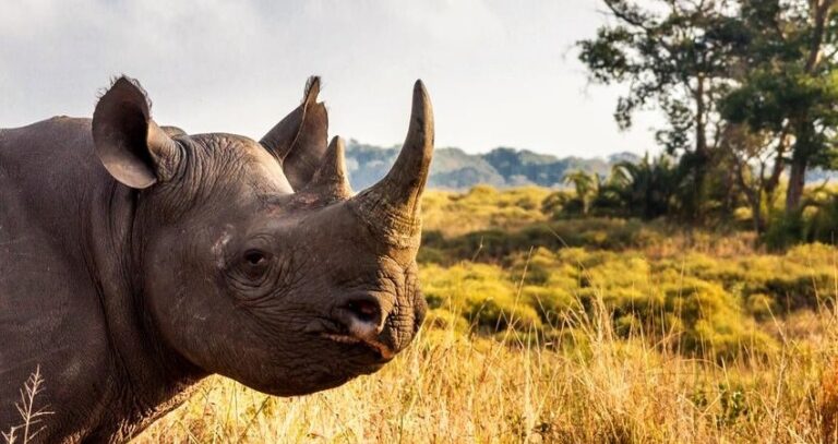 safari-safety-tips-africa