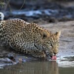 Sabi-Sands-vs-Kruger-National-Park