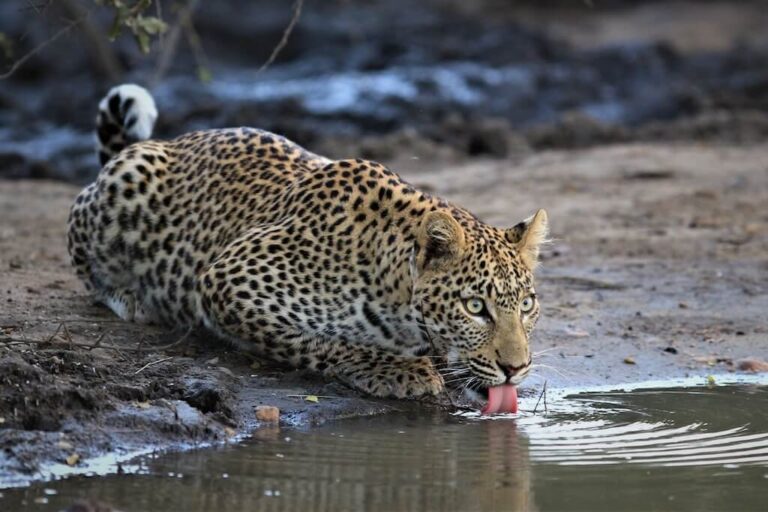 Sabi-Sands-vs-Kruger-National-Park