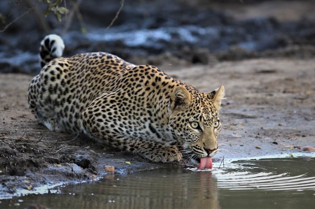 Sabi-Sands-vs-Kruger-National-Park