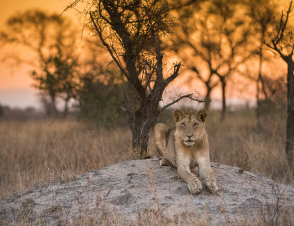 Balule-Game-Reserve-1