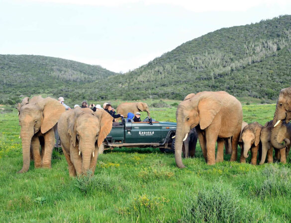 Eastern-Cape-Safari