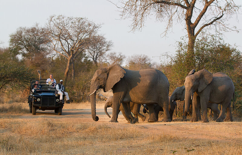 Game Drives