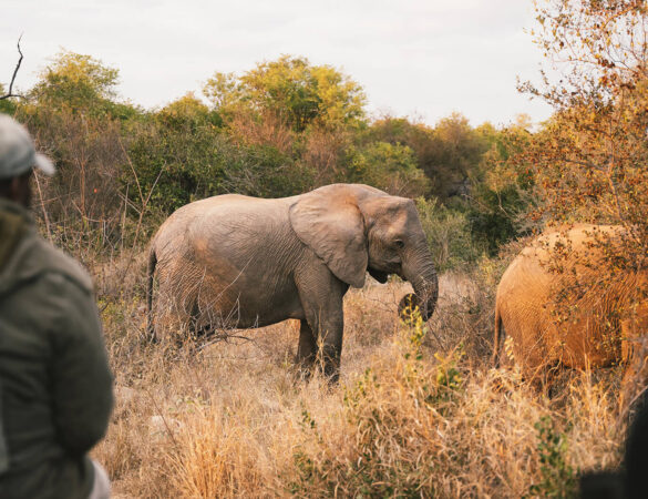 Klaserie-Nature-Reserve