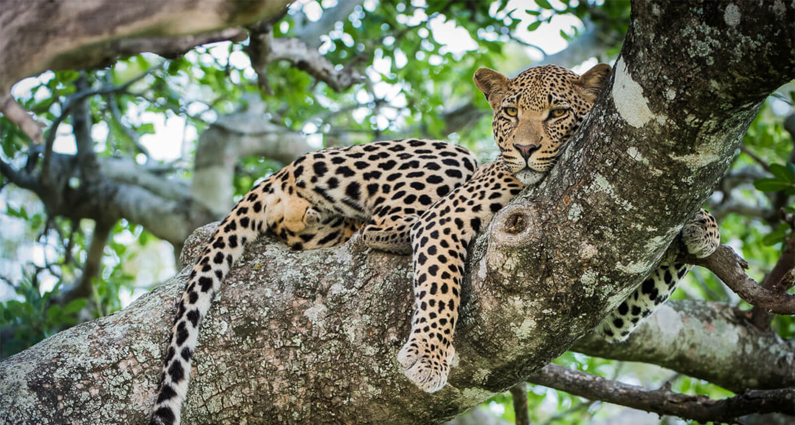 Kruger National Park