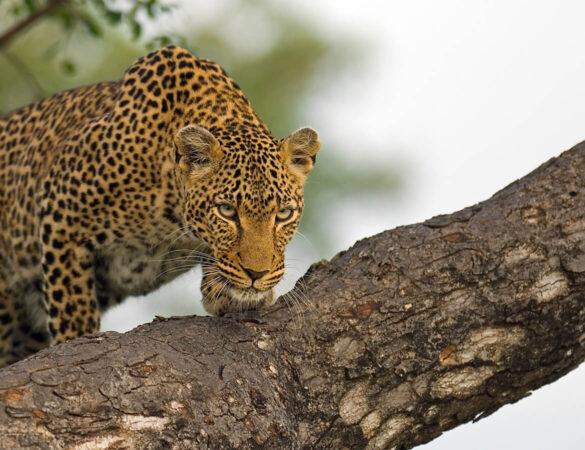 Kruger-Private-Concession