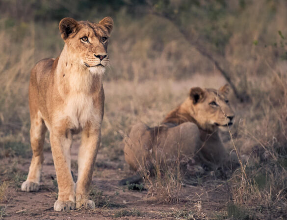 Makalali-Game-reserve