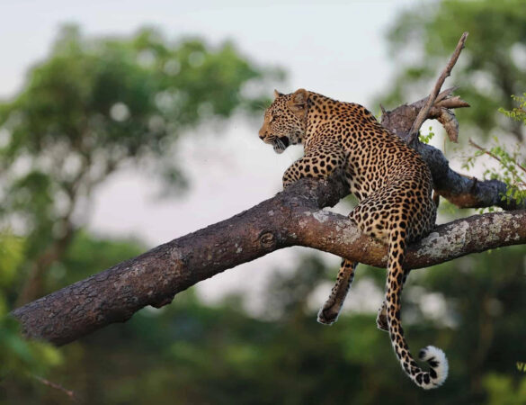 Thornybish-Game-Reserve