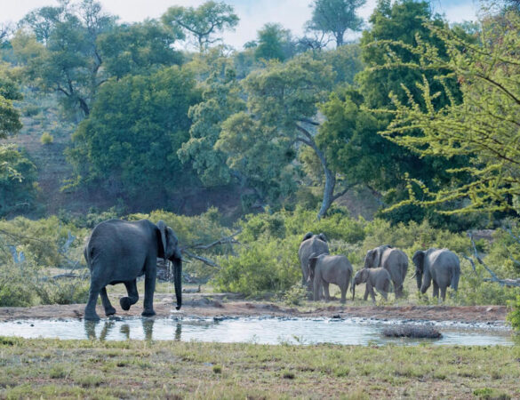 Timbavati-Game-Reserve-1