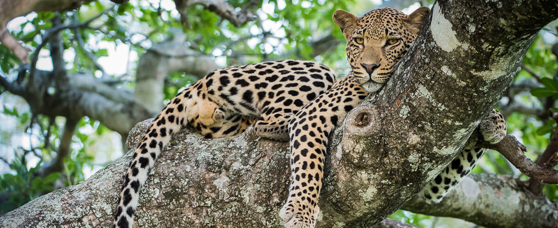 kruger_national_park_banner_desktop kruger_national_park_banner_desktop