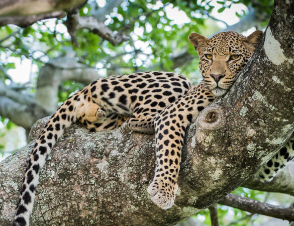 kruger_national_park_banner_desktop