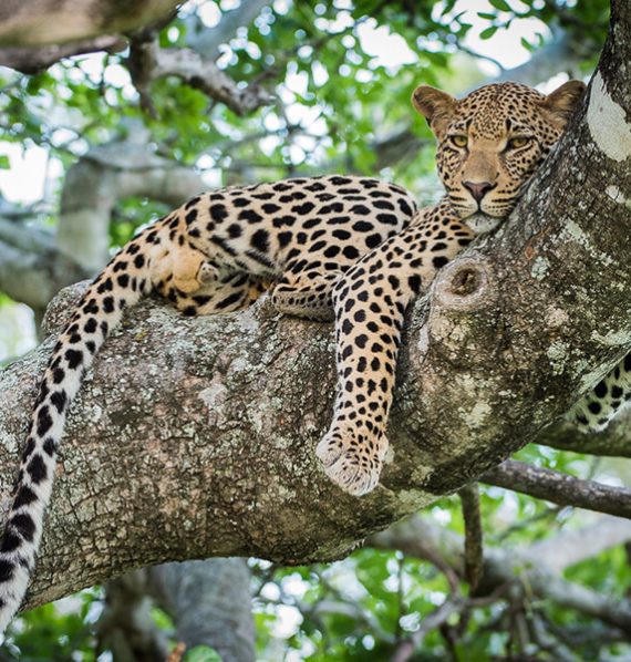 Sabi-Sabi-Earth-Lodge-Itinerary-4