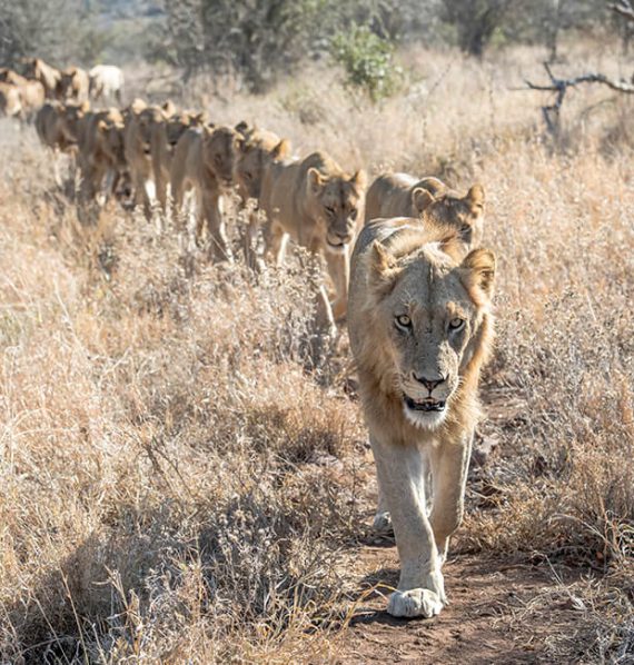 Wildlife-Lion-Singita-South-Africa