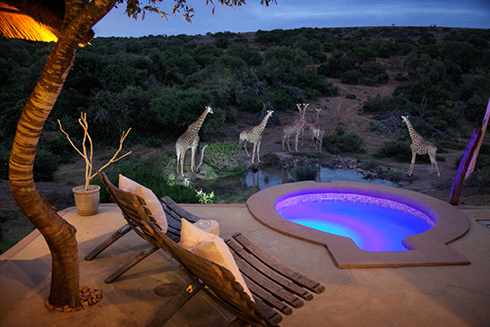 Amakhala-Safari-Lodge-suite-6