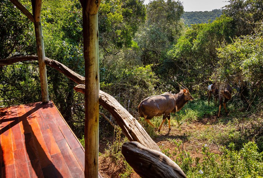 Luxury-Safari-Tents-2-1