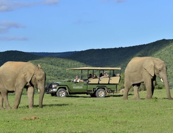 Shamwari Game Reserve Guest Experience