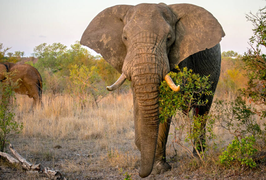 Wildlife-Kirmans-Camp-1