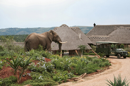 Msenge Bush Lodge