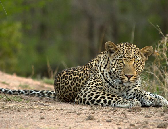 Feature-Londolozi-Tree-Camp-2