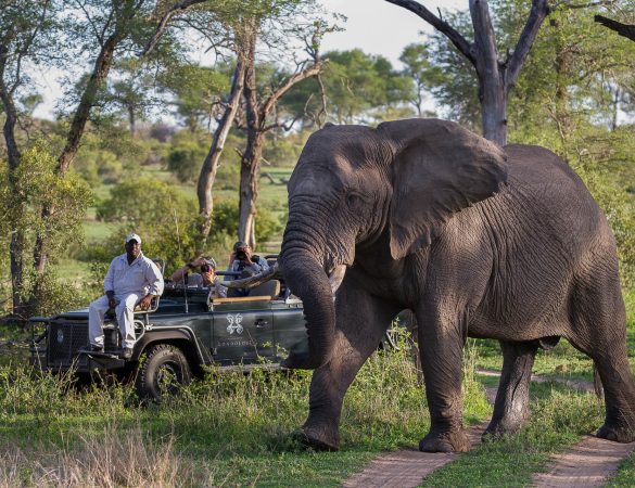 Londolozi-Game-Reserve-1