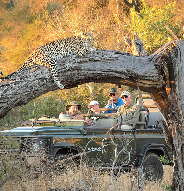 MalaMala Camp, Cape Town & Winelands