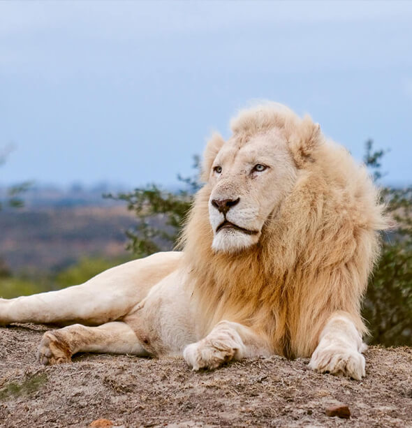 Pumba Water Lodge & Cape Town