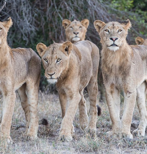 Sabi-Sabi-Earth-Lodge-Itinerary-5