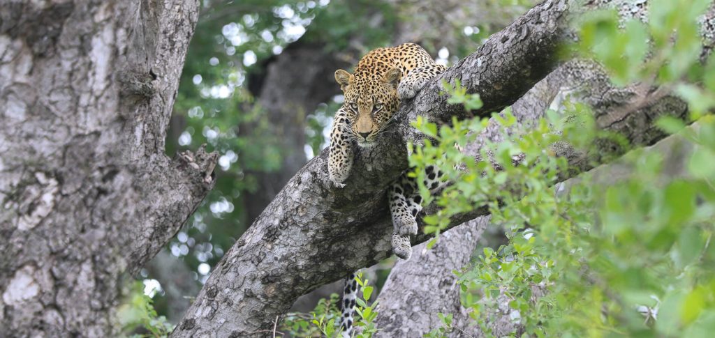 Sabi Sabi Earth Lodge & Cape Town