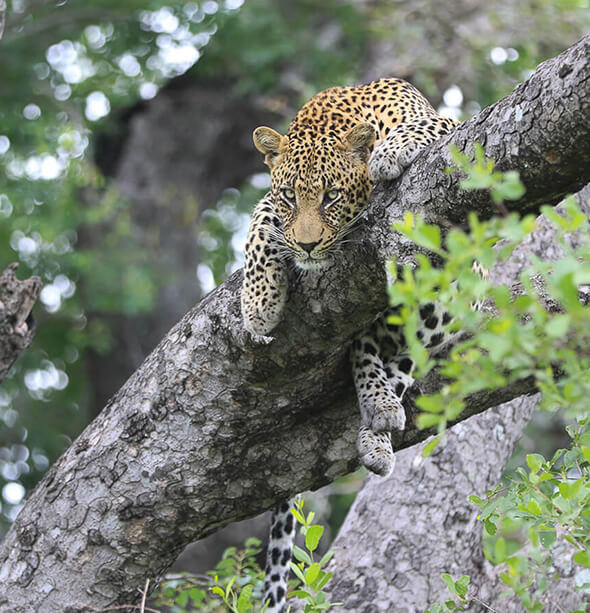 Sabi Sabi Earth Lodge, Cape Town & Winelands