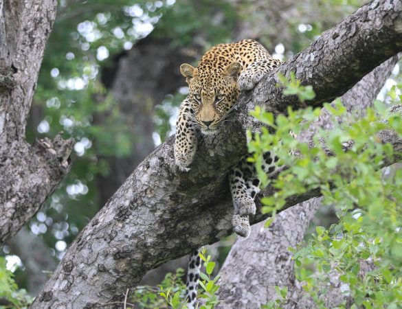 Sabi-Sabi-Game-Reserve