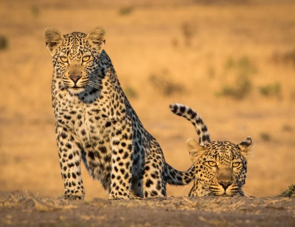 Savanna-Game-Reserve