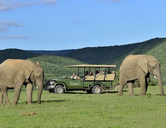 Shamwari Game Reserve Guest Experience