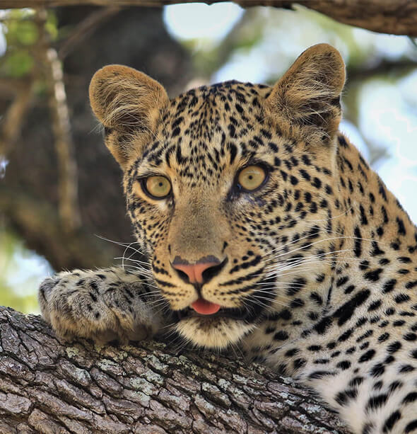 Siviti Safari Lodge, Cape Town & Winelands