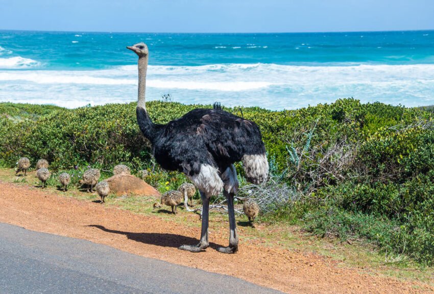 Cape-point-Cape-Town-tour Cape-point-Cape-Town-tour