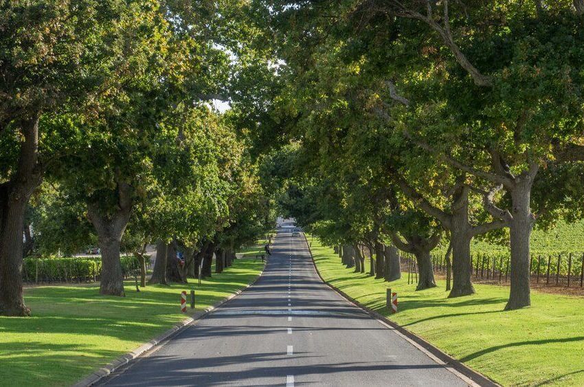 Constantia-wine-tour Constantia-wine-tour