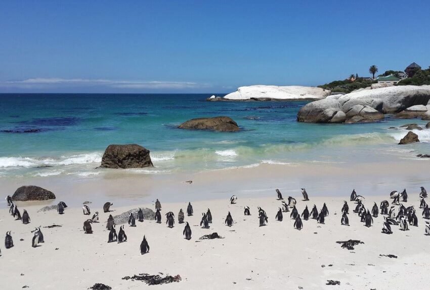 half-day-cape-peninsula-tour half-day-cape-peninsula-tour