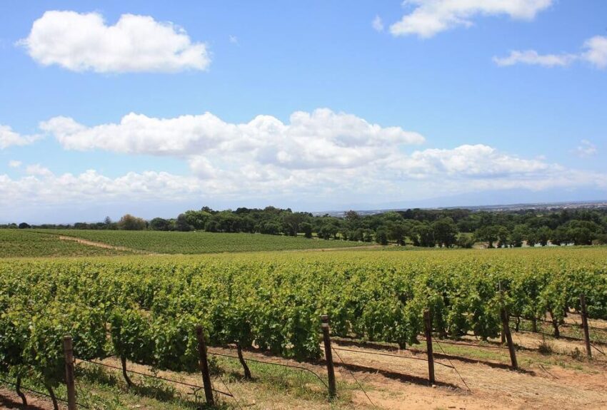 south-africa-winelands south-africa-winelands