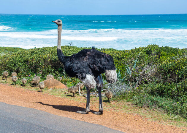 Cape-point-Cape-Town-tour