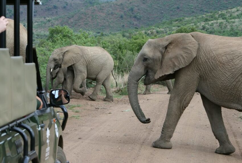 One-day-safari-tour One-day-safari-tour