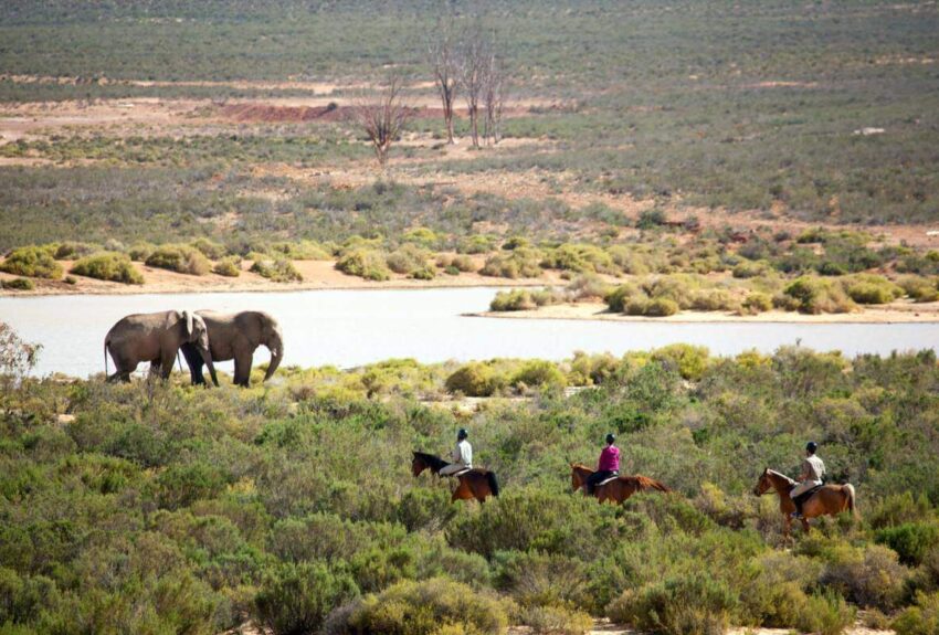 Safari-horseback-Cape-Town Safari-horseback-Cape-Town