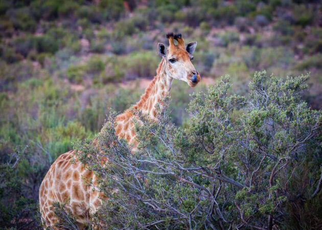 Safari-tour-Hike-Addicts Safari-tour-Hike-Addicts