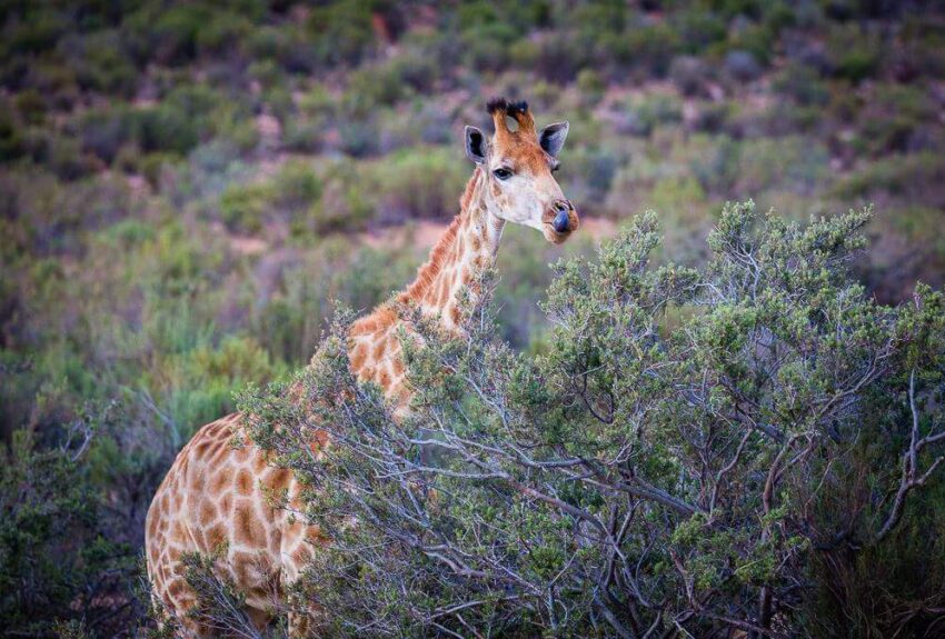 Safari-tour-Hike-Addicts Safari-tour-Hike-Addicts