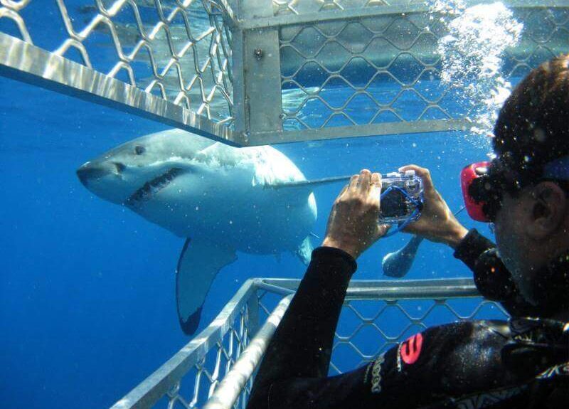 Shark-tours-cape-town Shark-tours-cape-town