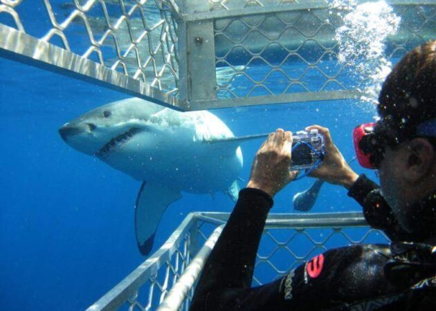 Shark-tours-cape-town