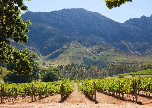Stellenbosch-winelands-copy Stellenbosch-winelands-copy
